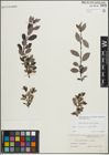 Foto von Salix myrsinifolia Salisb. x Salix phylicifolia L.
